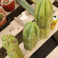 Trichocereus Huanucoensis Jiimz Huanu/P7 Cactus Plant Cutting 13"