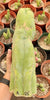 Trichocereus Huanucoensis Jiimz Huanu/P7 Cactus Plant Cutting 13"