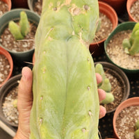 Trichocereus Huanucoensis Jiimz Huanu/P7 Cactus Plant Cutting 13"