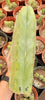 Trichocereus Huanucoensis Jiimz Huanu/P7 Cactus Plant Cutting 13"