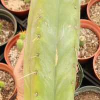 Trichocereus Huanucoensis Jiimz Huanu/P7 Cactus Plant Cutting 13"