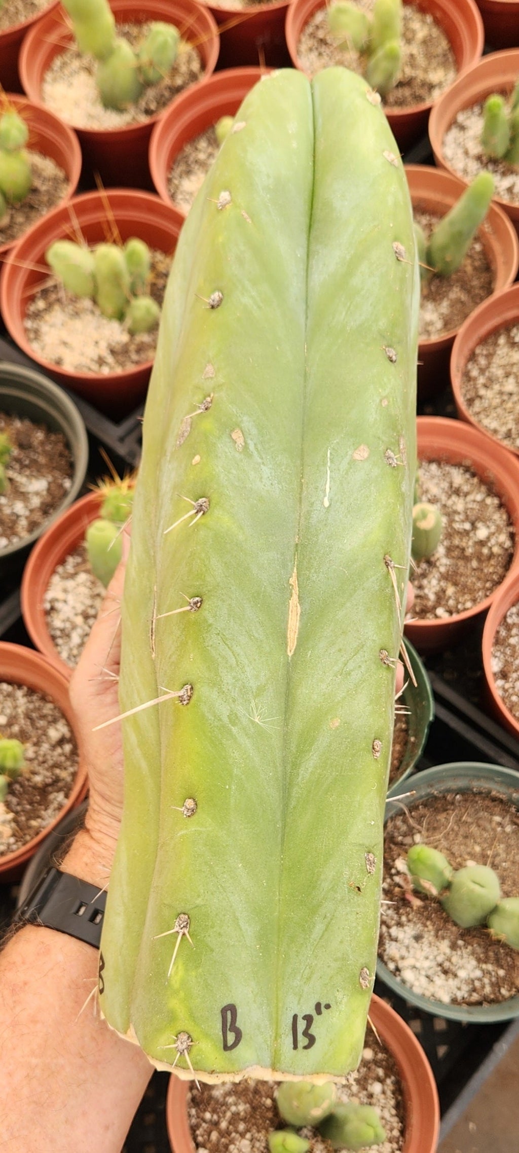 Trichocereus Huanucoensis Jiimz Huanu/P7 Cactus Plant Cutting 13"