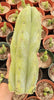 Trichocereus Huanucoensis Jiimz Huanu/P7 Cactus Plant Cutting 13"