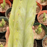 Trichocereus Huanucoensis Jiimz Huanu/P7 Cactus Plant Cutting 13"