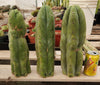 Trichocereus Huanucoensis Jiimz Huanu/P7 Cactus Plant Cutting 13"