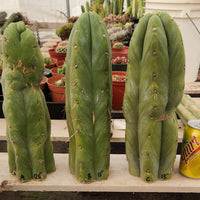 Trichocereus Huanucoensis Jiimz Huanu/P7 Cactus Plant Cutting 13"