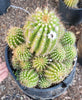 #EC248 EXACT Trichocereus Grandiflorus Ornamental Cactus Specimen Plant, Big Flower Producer