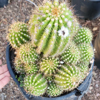 #EC248 EXACT Trichocereus Grandiflorus Ornamental Cactus Specimen Plant, Big Flower Producer