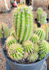 #EC248 EXACT Trichocereus Grandiflorus Ornamental Cactus Specimen Plant, Big Flower Producer