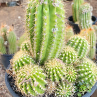 #EC248 EXACT Trichocereus Grandiflorus Ornamental Cactus Specimen Plant, Big Flower Producer