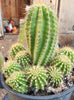 #EC248 EXACT Trichocereus Grandiflorus Ornamental Cactus Specimen Plant, Big Flower Producer