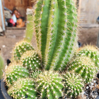 #EC248 EXACT Trichocereus Grandiflorus Ornamental Cactus Specimen Plant, Big Flower Producer