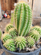 #EC248 EXACT Trichocereus Grandiflorus Ornamental Cactus Specimen Plant, Big Flower Producer