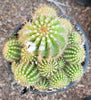 #EC248 EXACT Trichocereus Grandiflorus Ornamental Cactus Specimen Plant, Big Flower Producer