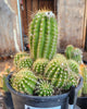 #EC248 EXACT Trichocereus Grandiflorus Ornamental Cactus Specimen Plant, Big Flower Producer