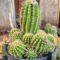 #EC248 EXACT Trichocereus Grandiflorus Ornamental Cactus Specimen Plant, Big Flower Producer