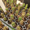 #EC249 EXACT - THREE Trichocereus Pachanoi OP Seedlings From New Zealand 2-3"