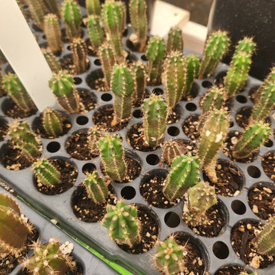 #EC249 EXACT - THREE Trichocereus Pachanoi OP Seedlings From New Zealand 2-3