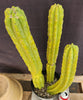 #EC25 EXACT Trichocereus Pachanoi "PC" Cactus 23, 20, 17"