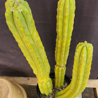 #EC25 EXACT Trichocereus Pachanoi "PC" Cactus 23, 20, 17"