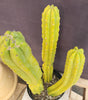 #EC25 EXACT Trichocereus Pachanoi "PC" Cactus 23, 20, 17"