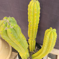 #EC25 EXACT Trichocereus Pachanoi "PC" Cactus 23, 20, 17"