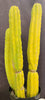 #EC25 EXACT Trichocereus Pachanoi "PC" Cactus 23, 20, 17"