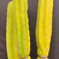 #EC25 EXACT Trichocereus Pachanoi "PC" Cactus 23, 20, 17"