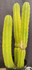 #EC25 EXACT Trichocereus Pachanoi "PC" Cactus 23, 20, 17"