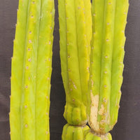 #EC25 EXACT Trichocereus Pachanoi "PC" Cactus 23, 20, 17"