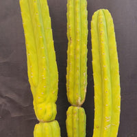 #EC25 EXACT Trichocereus Pachanoi "PC" Cactus 23, 20, 17"