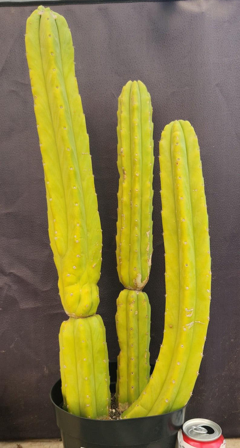 #EC25 EXACT Trichocereus Pachanoi "PC" Cactus 23, 20, 17"