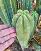 #EC250 EXACT Trichocereus Pachanoi "soontobenamed" Cactus Cutting 8-10"