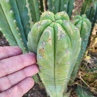 #EC250 EXACT Trichocereus Pachanoi "soontobenamed" Cactus Cutting 8-10"