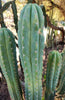 #EC250 EXACT Trichocereus Pachanoi "soontobenamed" Cactus Cutting 8-10"