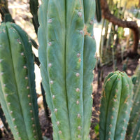 #EC250 EXACT Trichocereus Pachanoi "soontobenamed" Cactus Cutting 8-10"