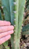 #EC250 EXACT Trichocereus Pachanoi "soontobenamed" Cactus Cutting 8-10"