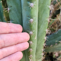 #EC250 EXACT Trichocereus Pachanoi "soontobenamed" Cactus Cutting 8-10"