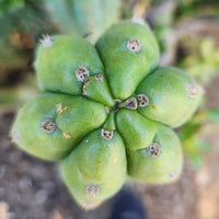 #EC250 EXACT Trichocereus Pachanoi "soontobenamed" Cactus Cutting 8-10"