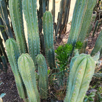 #EC250 EXACT Trichocereus Pachanoi "soontobenamed" Cactus Cutting 8-10"