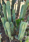 #EC250 EXACT Trichocereus Pachanoi "soontobenamed" Cactus Cutting 8-10"