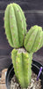 #EC255 EXACT Trichocereus Hybrid Pachanoi X Pachanoi Kathleen Cactus 16" Plant