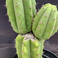 #EC255 EXACT Trichocereus Hybrid Pachanoi X Pachanoi Kathleen Cactus 16" Plant