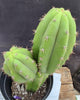 #EC255 EXACT Trichocereus Hybrid Pachanoi X Pachanoi Kathleen Cactus 16" Plant