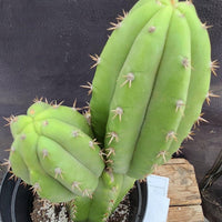 #EC255 EXACT Trichocereus Hybrid Pachanoi X Pachanoi Kathleen Cactus 16" Plant