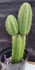 #EC255 EXACT Trichocereus Hybrid Pachanoi X Pachanoi Kathleen Cactus 16" Plant