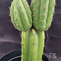 #EC255 EXACT Trichocereus Hybrid Pachanoi X Pachanoi Kathleen Cactus 16" Plant