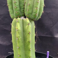 #EC255 EXACT Trichocereus Hybrid Pachanoi X Pachanoi Kathleen Cactus 16" Plant