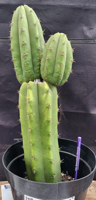 #EC255 EXACT Trichocereus Hybrid Pachanoi X Pachanoi Kathleen Cactus 16