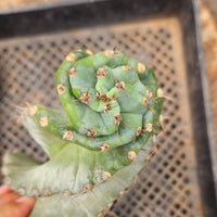 #EC257 EXACT Cereus Spiralis Ornamental Cactus Plant 15" or so!